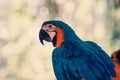 Close up macro of beautiful colorful parrot in zoo Royalty Free Stock Photo