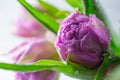 Close up macro beautiful fresh purple tulip with drops background Royalty Free Stock Photo