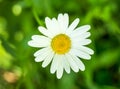 Close up or macro with a beautiful isolated camomile flower on green blurred background