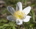 Close up macro of beautiful perfect white wood anemone flower, Anemone nemorosa, selective focus, bokeh, spring floral Royalty Free Stock Photo