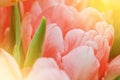 Close-up macro beautiful pink lush vibrant tulip petals and green leaves, spring flowers on soft focus blurred toned floral