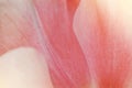 Close-up macro beautiful pink lush vibrant tulip petals, spring Royalty Free Stock Photo