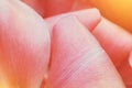 Close-up macro beautiful pink lush vibrant tulip petals, spring