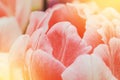 Close-up macro beautiful pink lush vibrant tulip petals, spring