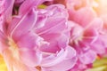 Close-up macro beautiful pink violet lush vibrant tulip petals,