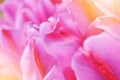 Close-up macro beautiful pink violet red lush vibrant tulip petals, spring flowers on soft focus blurred toned floral background. Royalty Free Stock Photo