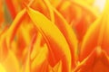 Close-up macro beautiful red orange yellow lush vibrant tulip pe Royalty Free Stock Photo