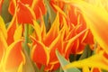 Close-up macro beautiful red orange yellow lush vibrant tulip pe Royalty Free Stock Photo