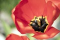 Close up macro beautiful red tulip flower - extremely close up Royalty Free Stock Photo