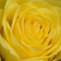 Close up macro of beautiful vibrant yellow rose Royalty Free Stock Photo
