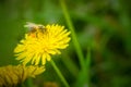 Close up macro of bee collecting pollen on blooming yellow dandelion flower Taraxacum officinale. Royalty Free Stock Photo