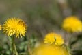 Close up macro dandelion shot. Yellow flower in meadow