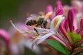 Closeup macro bee on delicate pink flower Royalty Free Stock Photo