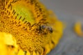 Close up macro bee working on sunflower Royalty Free Stock Photo