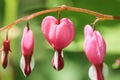 Close Up Macro Bleeding Hearts Flower Royalty Free Stock Photo