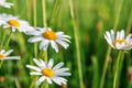 Close up, macro. Blooming daisies in a green spring field. Copy space