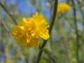 Close up macro blooming flower of yellow Japanese rose Cultivar Royalty Free Stock Photo