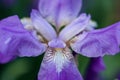 Close up macro blooming lilac iris. green background