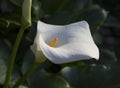 Close up macro blooming white flower head of calla lily or arum Royalty Free Stock Photo