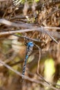 Blue dragonfly close up in nature Royalty Free Stock Photo