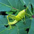 Green Bird Grasshopper on Leaf Close-up Royalty Free Stock Photo