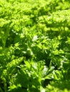 Close Up Macro of Curly Leaf Parsley Leaves Royalty Free Stock Photo