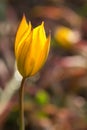 Close up macro of bright yellow flower. Royalty Free Stock Photo