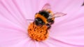 Close up / macro of Bumble Bee collecting pollen from pink flower Royalty Free Stock Photo