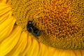 Close up Macro of Bumble Bee Pollinating British Sunflowers