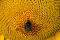 Close up Macro of Bumble Bee Pollinating British Sunflowers