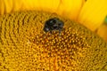 Close up Macro of Bumble Bee Pollinating British Sunflowers