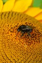 Close up Macro of Bumble Bee Pollinating British Sunflowers