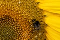 Close up Macro of Bumble Bee Pollinating British Sunflowers