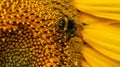 Close up Macro of Bumble Bee Pollinating British Sunflowers