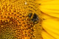 Close up Macro of Bumble Bee Pollinating British Sunflowers