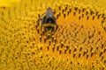 Close up Macro of Bumble Bee Pollinating British Sunflowers