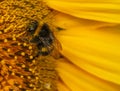 Close up Macro of Bumble Bee Pollinating British Sunflowers