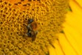 Close up Macro of Bumble Bee Pollinating British Sunflowers