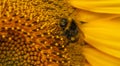 Close up Macro of Bumble Bee Pollinating British Sunflowers