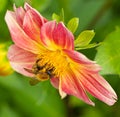 Close up Macro of Bumble Bee Pollinating British Wildflowers