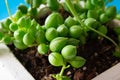 Close up macro cactus succulent Senecio herreianus Curio herreanus string of beads watermelons in white flower pot on blue