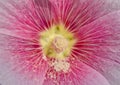 Close up macro carpel pollen