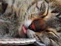 Close-up macro of a cat while sleeping sticking its tongue out with selective focus on cat`s nose and tongue - large image Royalty Free Stock Photo