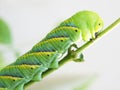 Close up Caterpillar, green worm is eating leaf on the tree Royalty Free Stock Photo