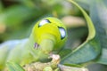 Close up macro Caterpillar / green worm is eating tree leaf Royalty Free Stock Photo