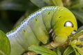 Close up macro Caterpillar / green worm is eating tree leaf Royalty Free Stock Photo