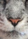 Close up macro closeup grey cat face with orange nose Royalty Free Stock Photo