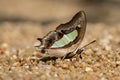 Close up macro The Common Nawab ,Butterfly sucking minerals from