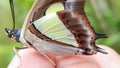 Close up macro of common nawab butterfly wings design