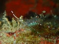 Close-up and macro coral shrimp, the beauty of underwater world diving in Sabah, Borneo. Royalty Free Stock Photo